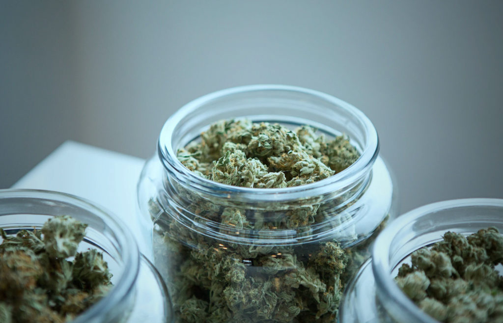 cannabis cannabis